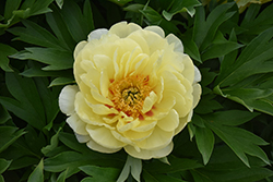 Bartzella Peony (Paeonia 'Bartzella') at English Gardens