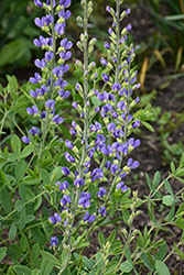 Decadence Deluxe Blue Bubbly False Indigo (Baptisia 'Blue Bubbly') at English Gardens