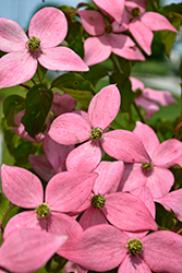 Click to view a full-size photo of Scarlet Fire Flowering Dogwood (Cornus kousa 'Rutpink') at English Gardens Scarlet Fire Flowering Dogwood (Cornus kousa 'Rutpink') at English Gardens