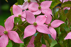 Click to view a full-size photo of Scarlet Fire Flowering Dogwood (Cornus kousa 'Rutpink') at English Gardens Scarlet Fire Flowering Dogwood (Cornus kousa 'Rutpink') at English Gardens