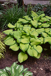Stained Glass Hosta (Hosta 'Stained Glass') at English Gardens