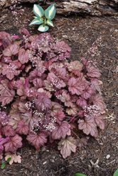 Georgia Peach Coral Bells (Heuchera 'Georgia Peach') at English Gardens