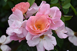 Peachy Knock Out Rose (Rosa 'Radgor') at English Gardens