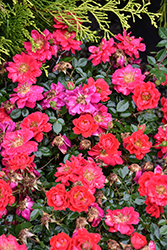 Oso Easy Urban Legend Rose (Rosa 'ChewPatout') at English Gardens