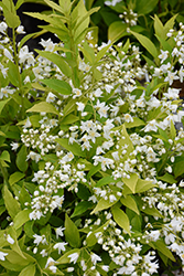 Chardonnay Pearls Deutzia (Deutzia gracilis 'Duncan') at English Gardens