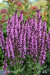 Pink Profusion Meadow Sage (Salvia nemorosa 'Pink Profusion') at English Gardens