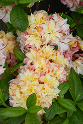 Cannon's Double Azalea (Rhododendron 'Cannon's Double') at English Gardens
