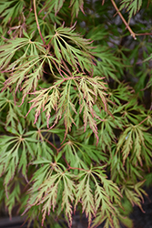 Ice Dragon Maple (Acer 'IsliD') at English Gardens
