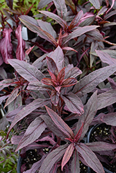 Black Truffle Cardinal Flower (Lobelia cardinalis 'Black Truffle') at English Gardens