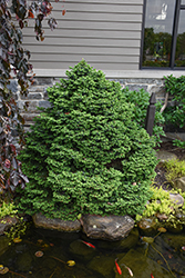 Dwarf Serbian Spruce (Picea omorika 'Nana') at English Gardens