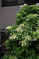 Climbing Hydrangea (Hydrangea anomala 'var. petiolaris') at English Gardens