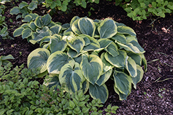 Northern Exposure Hosta (Hosta 'Northern Exposure') at English Gardens