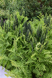 Royal Fern (Osmunda regalis) at English Gardens