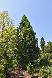 Columnar Norway Spruce (Picea abies 'Cupressina') at English Gardens