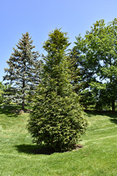 Virginian Arborvitae (Thuja 'Virginian') at English Gardens