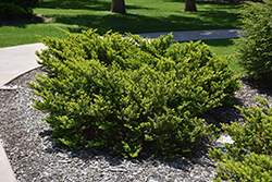 Everlow Yew (Taxus x media 'Everlow') at English Gardens