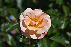 Flower Carpet Amber Rose (Rosa 'Flower Carpet Amber') at English Gardens