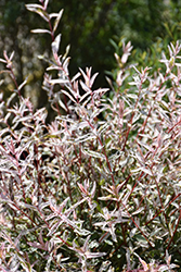 Tricolor Willow (Salix integra 'Hakuro Nishiki') at English Gardens