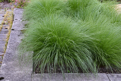 Tara Dropseed (Sporobolus heterolepis 'Tara') at English Gardens