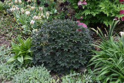 Boom Chocolatta Cranesbill (Geranium pratense 'Boom Chocolatta') at English Gardens