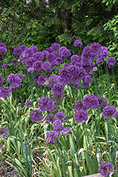 Purple Sensation Ornamental Onion (Allium 'Purple Sensation') at English Gardens