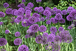 Purple Sensation Ornamental Onion (Allium 'Purple Sensation') at English Gardens