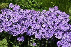 Blue Moon Phlox (Phlox divaricata 'Blue Moon') at English Gardens