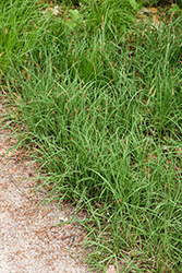 Blue Sedge (Carex flacca) at English Gardens
