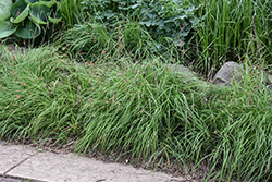 Blue Sedge (Carex flacca) at English Gardens