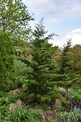 Canaertii Redcedar (Juniperus virginiana 'Canaertii') at English Gardens