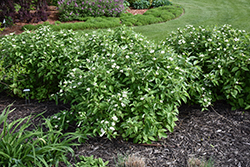 Little Rebel Dogwood (Cornus alba 'Jefreb') at English Gardens