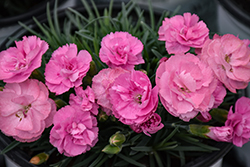 Fruit Punch Sweetie Pie Pinks (Dianthus 'Sweetie Pie') at English Gardens