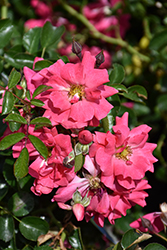 Flower Carpet Pink Supreme Rose (Rosa 'Flower Carpet Pink Supreme') at English Gardens