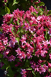 Sonic Bloom Pink Reblooming Weigela (Weigela florida 'Bokrasopin') at English Gardens
