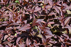 Nightglow Diervilla (Diervilla splendens 'El Madrigal') at English Gardens