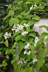 Madagascar Jasmine (Stephanotis floribunda) at English Gardens