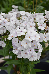 Fashionably Early Crystal Garden Phlox (Phlox 'Fashionably Early Crystal') at English Gardens