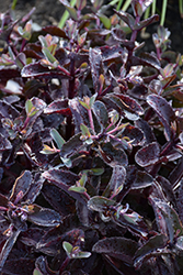 Strawberry Milkshake Stonecrop (Sedum 'Strawberry Milkshake') at English Gardens