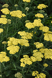 Firefly Sunshine Yarrow (Achillea 'Firefly Sunshine') at English Gardens