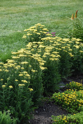 Firefly Sunshine Yarrow (Achillea 'Firefly Sunshine') at English Gardens