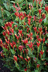 Little Redhead Indian Pink (Spigelia marilandica 'Little Redhead') at English Gardens