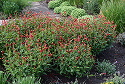 Little Redhead Indian Pink (Spigelia marilandica 'Little Redhead') at English Gardens