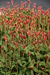 Little Redhead Indian Pink (Spigelia marilandica 'Little Redhead') at English Gardens