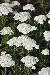 Firefly Diamond Yarrow (Achillea 'Firefly Diamond') at English Gardens