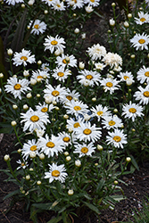 Whoops-A-Daisy Shasta Daisy (Leucanthemum x superbum 'Whoops-A-Daisy') at English Gardens