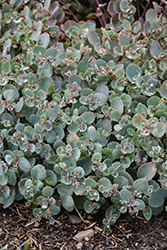 Rock 'N Grow Superstar Stonecrop (Sedum 'Superstar') at English Gardens