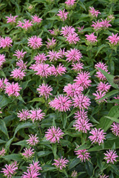 Pardon My Pink Beebalm (Monarda didyma 'Pardon My Pink') at English Gardens
