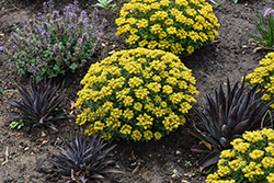 Rock 'N Round Bright Idea Stonecrop (Sedum 'Bright Idea') at English Gardens