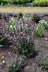 Midnight Masquerade Beard Tongue (Penstemon 'Midnight Masquerade') at English Gardens