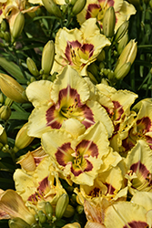 Monterrey Jack Daylily (Hemerocallis 'Monterrey Jack') at English Gardens